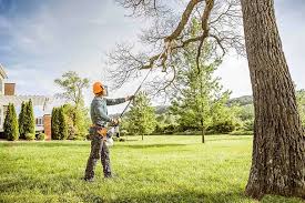 How Our Tree Care Process Works  in  Fayetteville, NY