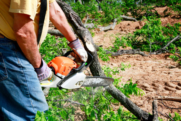Fayetteville, NY Tree Services Company